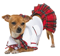 a chihuahua in a dress